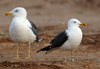 1cy fuscus in August, ringed in Finland. (81365 bytes)